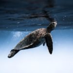 turtle floating under blue sea water